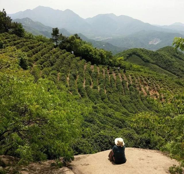 中国哪里产的绿茶最好？