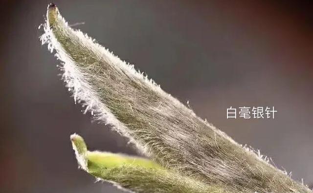 如何评价白毫银针茶呢？