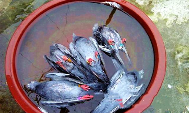 为什么杀鸽子不放血，要用水淹呢？“一鸽胜九鸡”，鸽子的营养价值比鸡高吗？