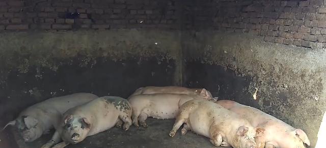 2年前开始我国禁止用潲水喂猪，谁知道为什么？