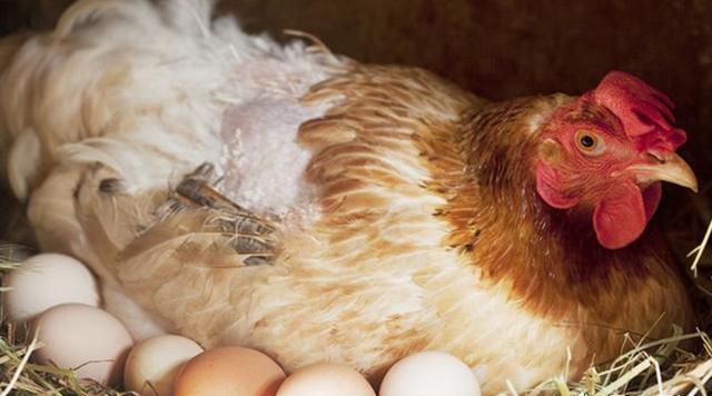 为什么母鸡不需要公鸡就能生蛋？那公鸡存在的意义是什么？