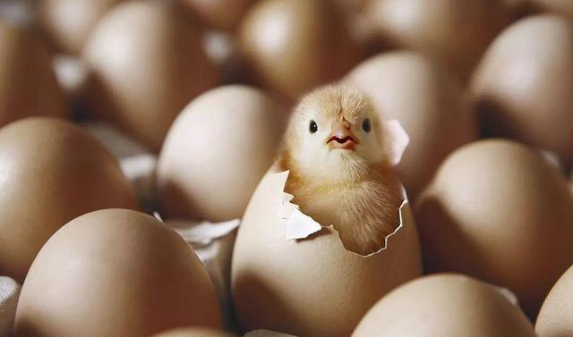 为什么母鸡不需要公鸡就能生蛋？那公鸡存在的意义是什么？