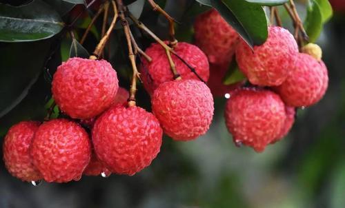 湿气重能吃什么水果？