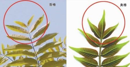 香椿芽怎么做好吃，香椿芽有什么营养价值？