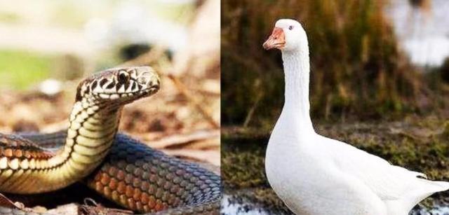 民间传说有鹅的地方蛇跑光是真的吗？为什么？