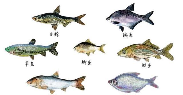哪种淡水鱼鱼刺少还好吃？