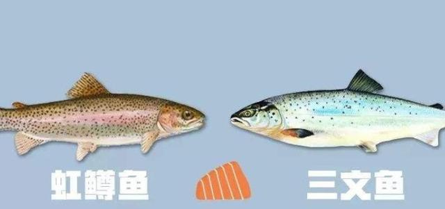哪种淡水鱼鱼刺少还好吃？