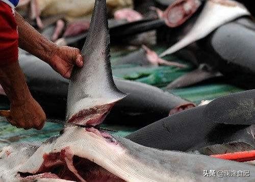 为什么一些人只吃鱼翅，不吃鲨鱼肉？