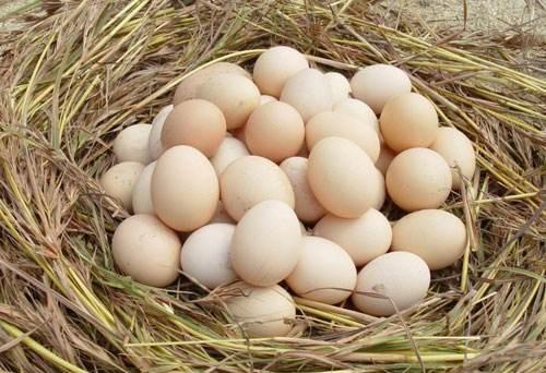 最近鸡蛋涨价太疯狂了，什么原因导致暴涨？
