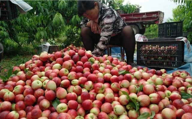 农民种的桃子卖不出去，城里的人却说买不起？这是为什么呢？