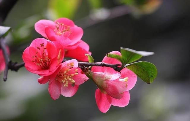 一树海棠长出两种颜色的花，正常吗？