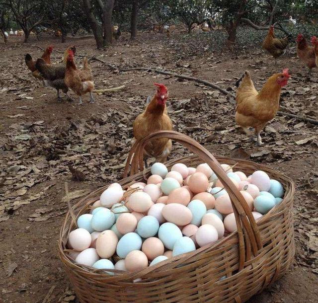 在农村，为什么农民宁愿让土鸡蛋坏掉也不卖？