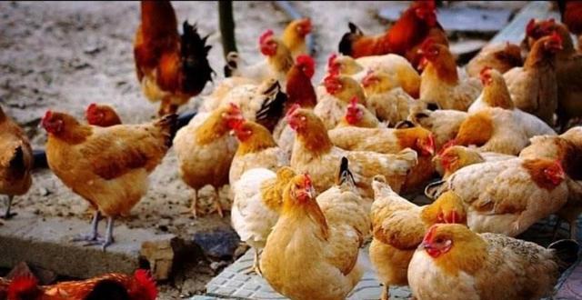 农家土鸡最明显的标志是什么？鸡贩为何屡屡哄骗城里人得逞？