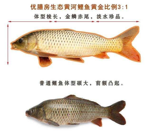 为什么有的地方黄河鲤鱼价格贵，长江鲤鱼价格便宜？